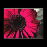 Pink Daisy Postcard postcards
