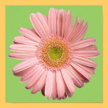 Pink Daisy Poster posters