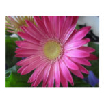 Pink Daisy Princess Post Card