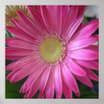 Pink Daisy Princess Print