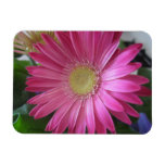 Pink Daisy Princess Rectangle Magnets