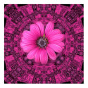 PINK DAISY PRINT