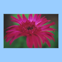 Pink Daisy Print on Canvas canvas prints