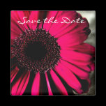 Pink Daisy Save the Date Magnet magnets