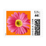 Pink Daisy with Orange Postage Stamps