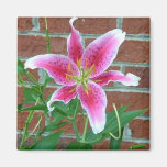 Pink day lily magnet