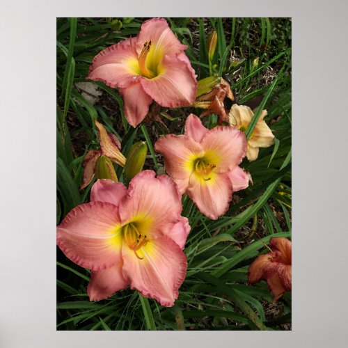 Pink Daylilies Poster