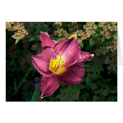 Pink Daylilly Greeting Card by mwtown