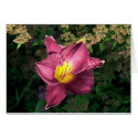 Pink Daylilly cards