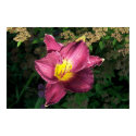 Pink Daylilly posters by mwtown Pink Daylilly posters