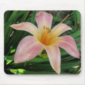 Pink Daylily Mousepad by mulberry1 Pink Daylily Mousepad