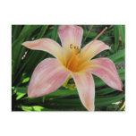Pink Daylily Postcard Pink Daylily Postcard