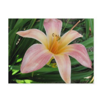Pink Daylily Postcard