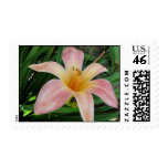 PInk Daylily Stamp