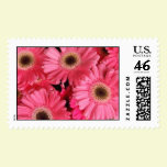 Pink Delight postage
