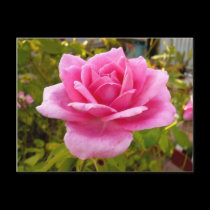 Pink Delight! Postcard