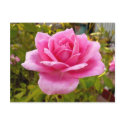 Pink Delight! Postcard
