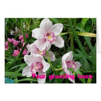 Pink Dendrobian Orchids card