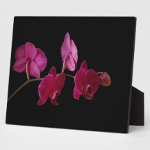 Pink Dendrobium Orchid - Customized Flowers Display Plaques