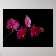 Pink Dendrobium Orchid - Customized Flowers Print