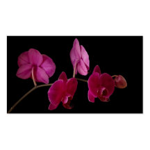 Pink Dendrobium Orchid on Black - Customized Business Card