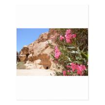 Pink Desert Flowers Post Card