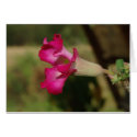 Pink Desert Rose cards