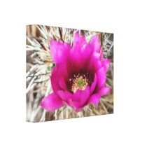 Pink Desert Rose Floral Canvas Print