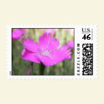 Pink Dianthus Bloom stamps