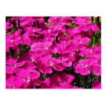 Pink Dianthus Flowers Post Cards