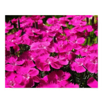 Pink Dianthus Flowers posters