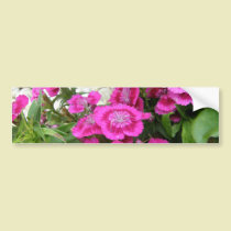 Pink Dianthus/Sweet William bumper stickers