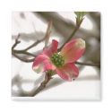 Pink Dogwood Bloom magnets by littlewingdesign Pink Dogwood Bloom magnets