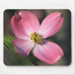 Pink  Dogwood Bloom
