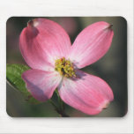 Pink  Dogwood Bloom