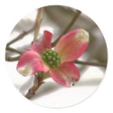 Pink Dogwood Bloom stickers by littlewingdesign Pink Dogwood Bloom stickers