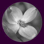 Pink Dogwood Bloom