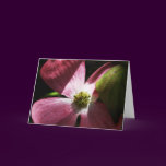 Pink Dogwood Flower