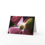 Pink Dogwood Flower