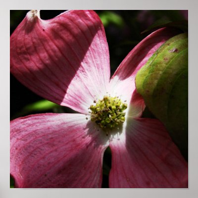 Dogwood+flower