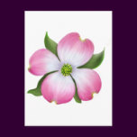 Pink Dogwood Flower