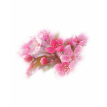 pink dogwood flowers t-shirts