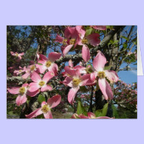 Pink Dogwood cards