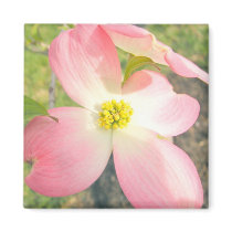 Pink Dogwood magnets