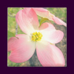 Pink Dogwood