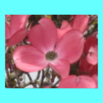 Pink Dogwood Oil Painting posters by takenotestationary Pink Dogwood Oil Painting posters