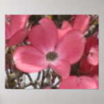 Pink Dogwood Oil Painting Print