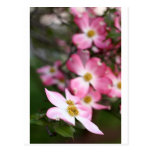 Pink Dogwood Post Card