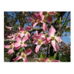 Pink Dogwood Post Cards
