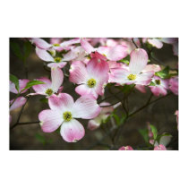 Pink Dogwood posters by captainifr Pink Dogwood posters